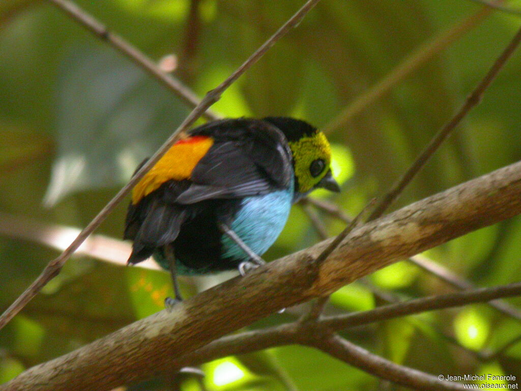 Paradise Tanager