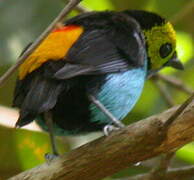 Paradise Tanager