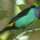 Calliste septicolore
