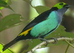 Paradise Tanager