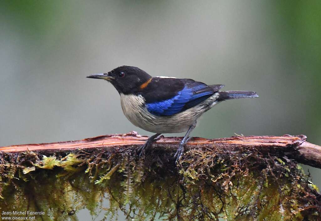 Calliste sucrier mâle adulte, identification