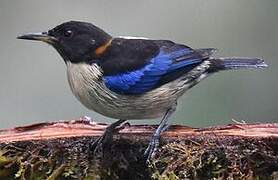 Golden-collared Honeycreeper