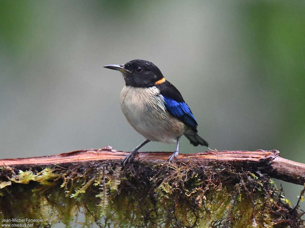 Golden-collared Honeycreeper male adult, close-up portrait