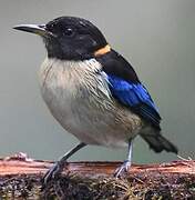 Golden-collared Honeycreeper