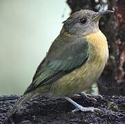 Golden-collared Honeycreeper