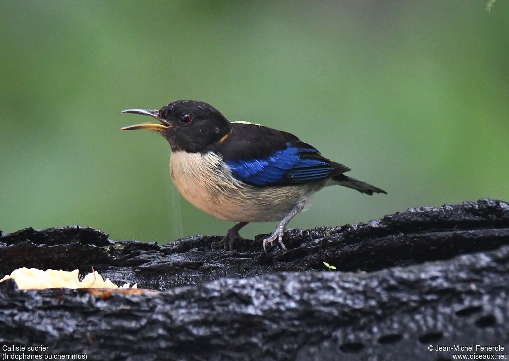 Golden-collared Honeycreeper male adult, song