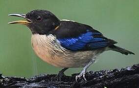 Golden-collared Honeycreeper