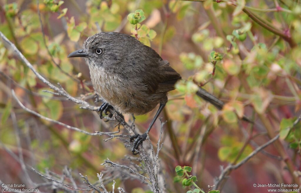 Wrentit