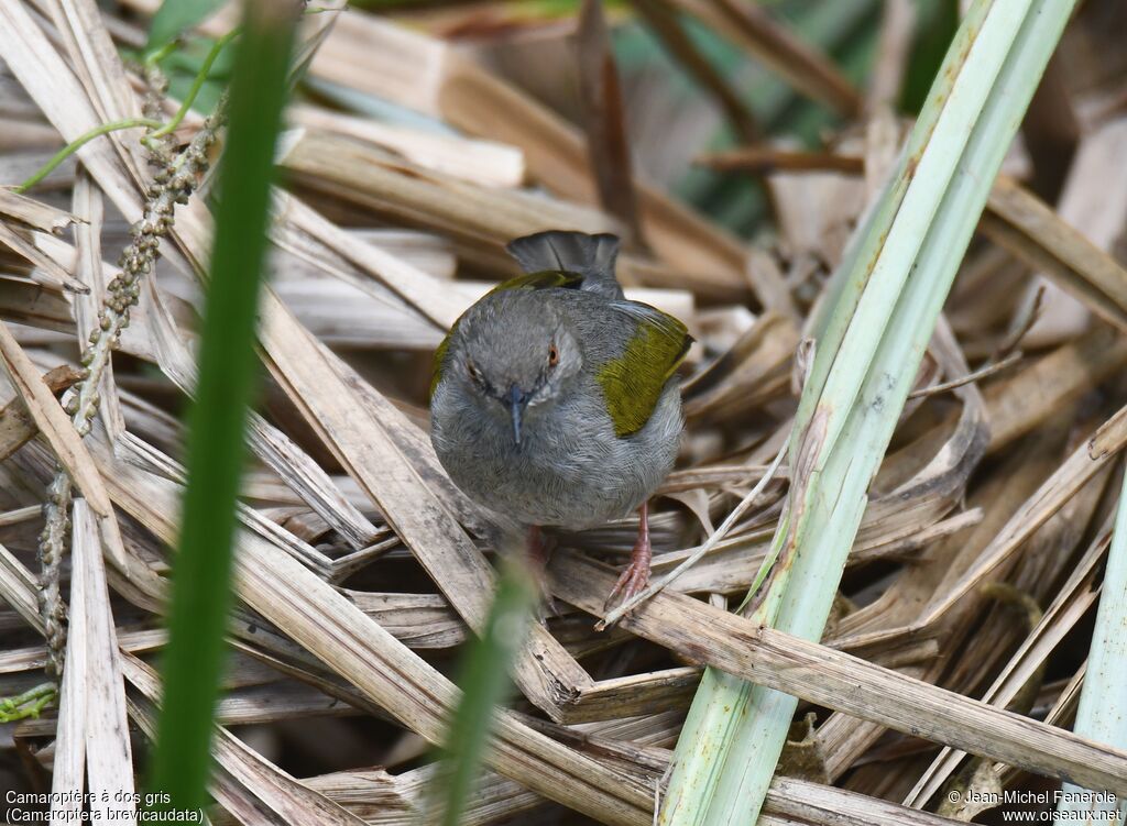 Camaroptère à dos gris