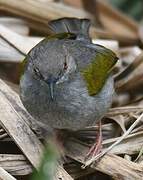 Grey-backed Camaroptera