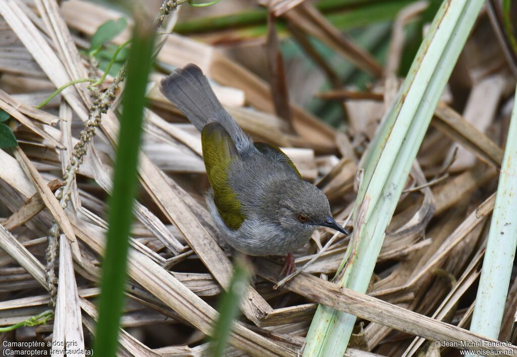 Camaroptère à dos gris