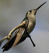 Wedge-tailed Sabrewing