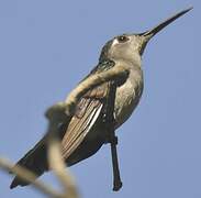 Wedge-tailed Sabrewing