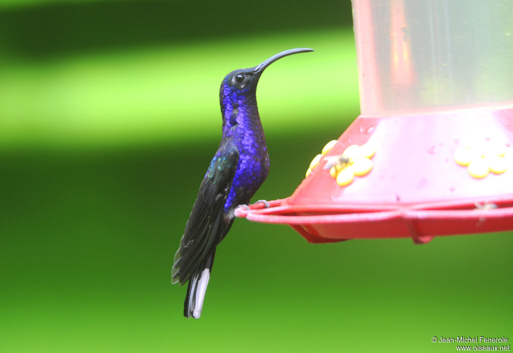 Violet Sabrewing male