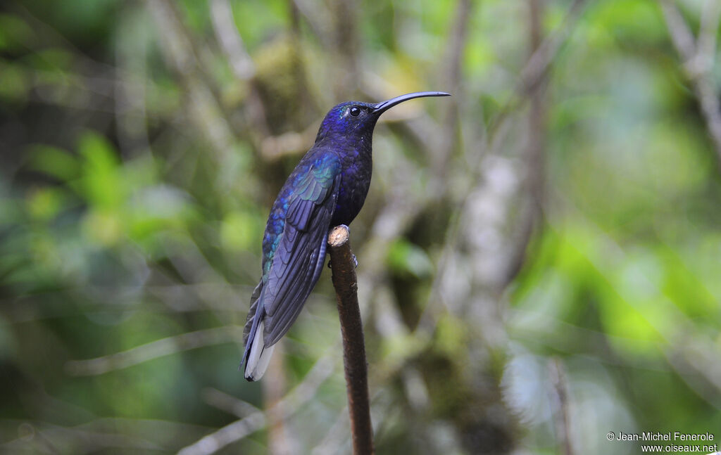 Violet Sabrewing male adult