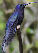 Violet Sabrewing