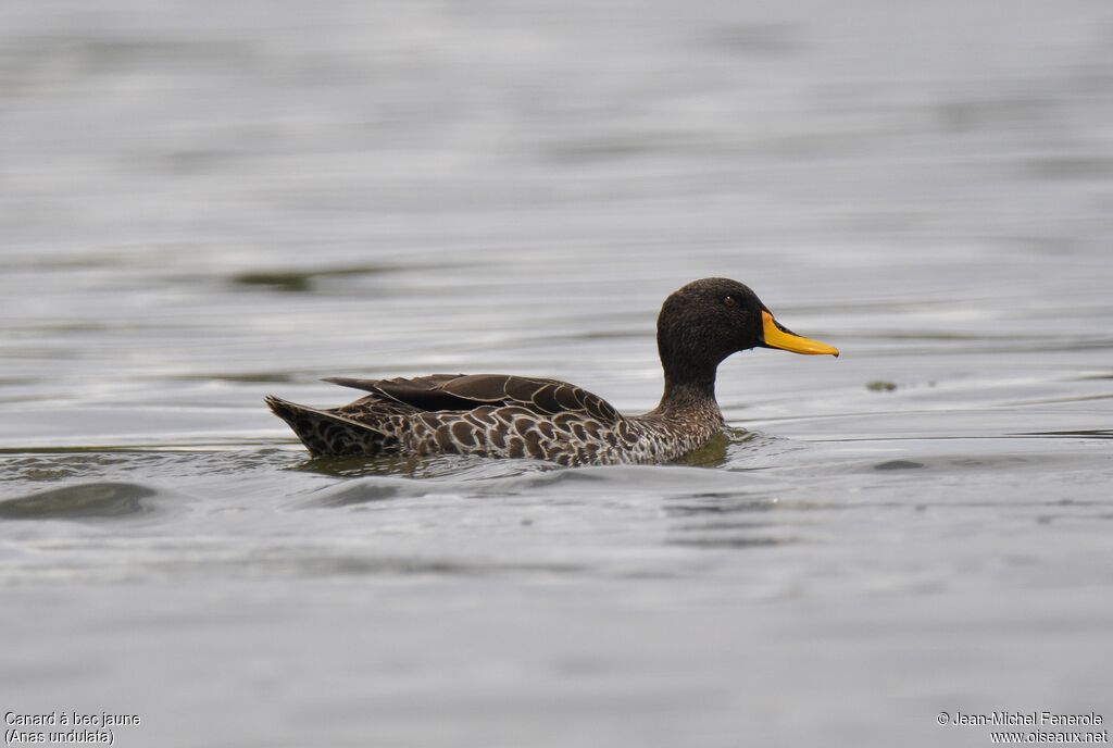 Canard à bec jaune