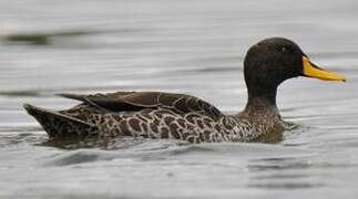 Yellow-billed Duck