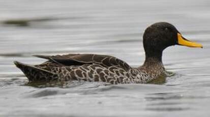 Canard à bec jaune