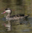 Canard à bec rouge