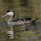 Canard à bec rouge