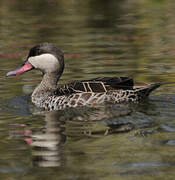 Canard à bec rouge