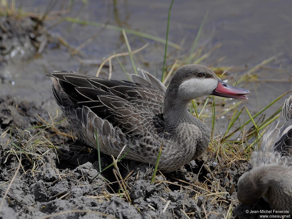 Red-billed Teal