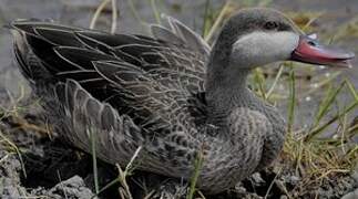 Red-billed Teal