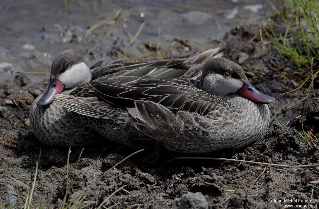 Canard à bec rouge