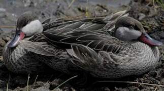 Red-billed Teal