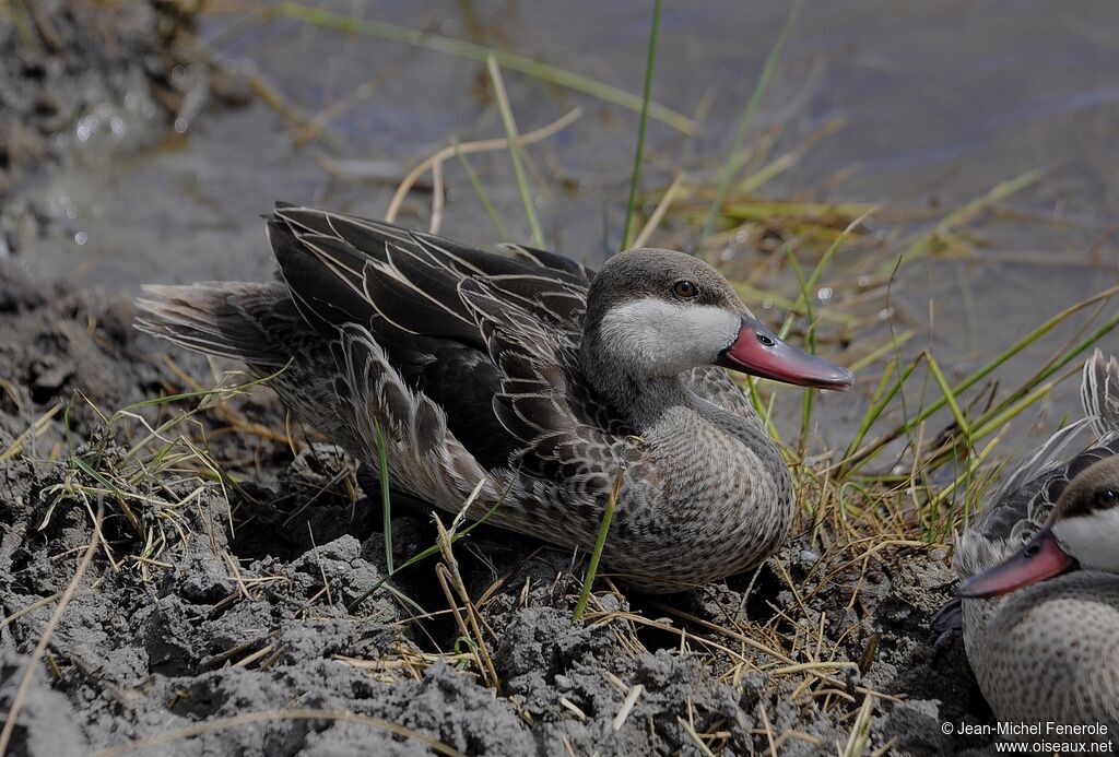 Canard à bec rouge