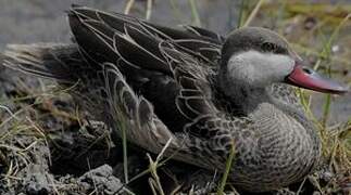 Red-billed Teal