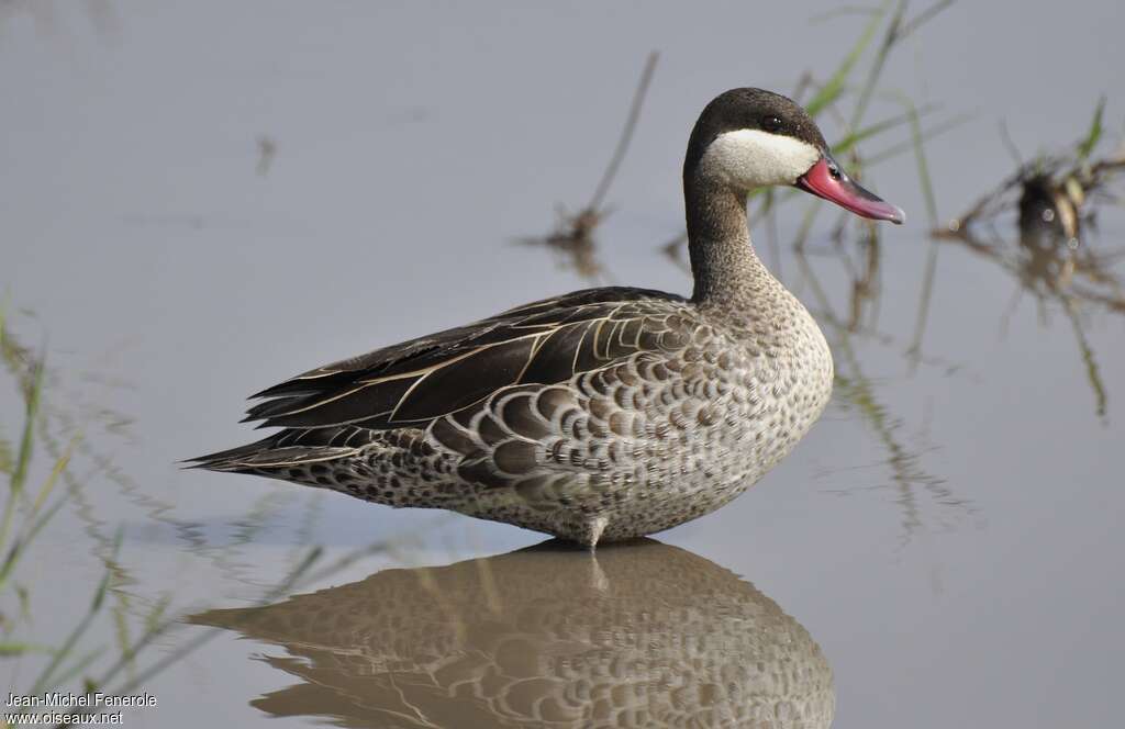 Canard à bec rougeadulte, pigmentation