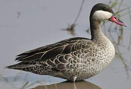 Red-billed Teal