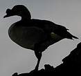 Canard à bosse