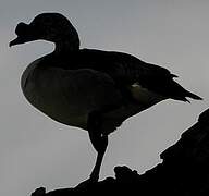 Knob-billed Duck