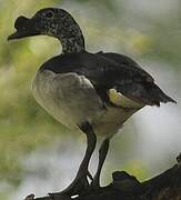 Knob-billed Duck