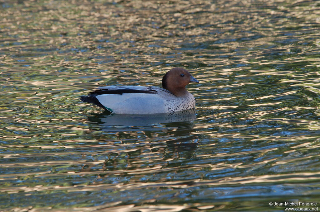 Maned Duck male adult