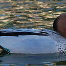 Canard à crinière
