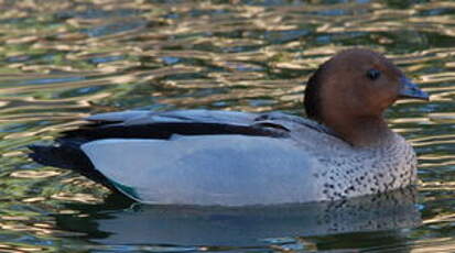 Canard à crinière