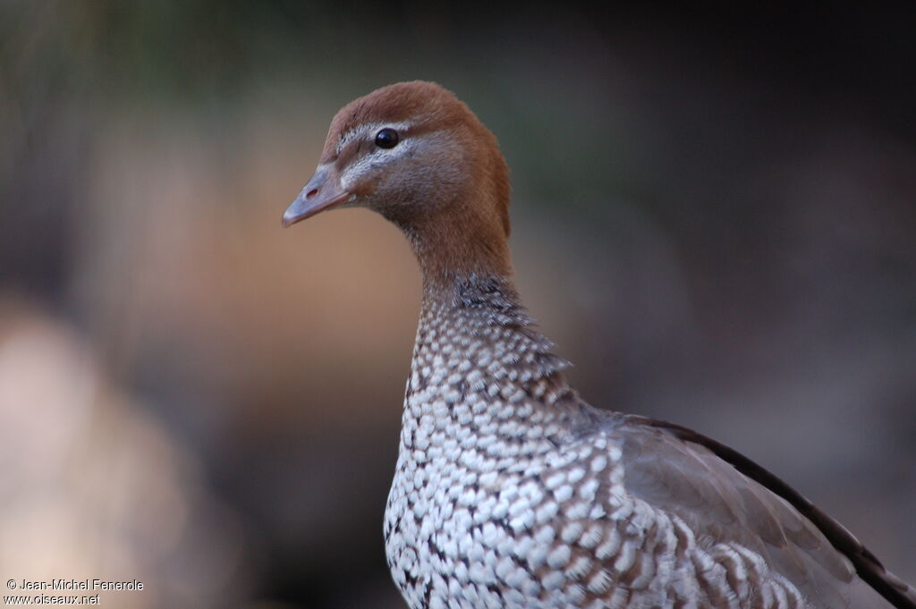 Maned Duck female adult