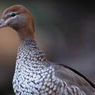 Canard à crinière