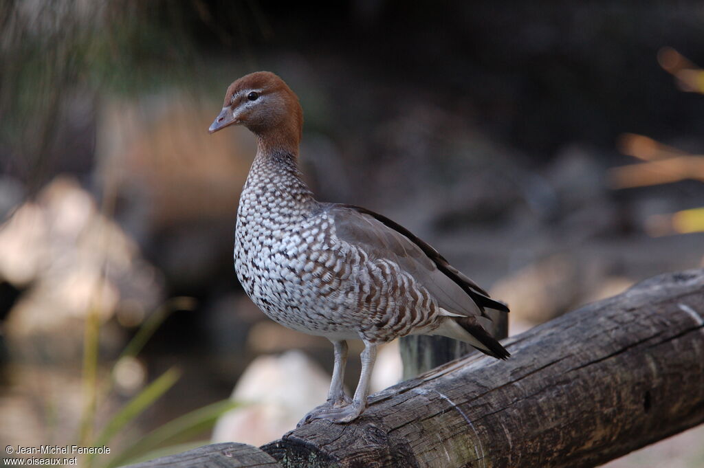 Maned Duck female adult