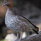 Canard à crinière