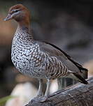 Canard à crinière