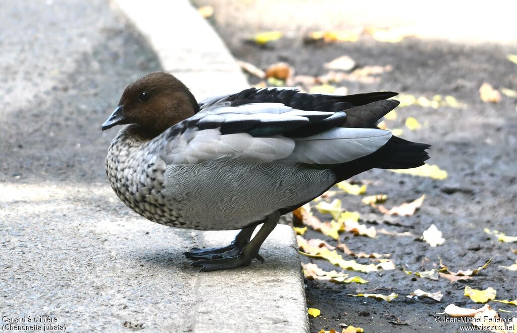 Canard à crinière