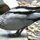 Canard à crinière