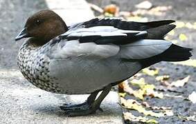 Maned Duck