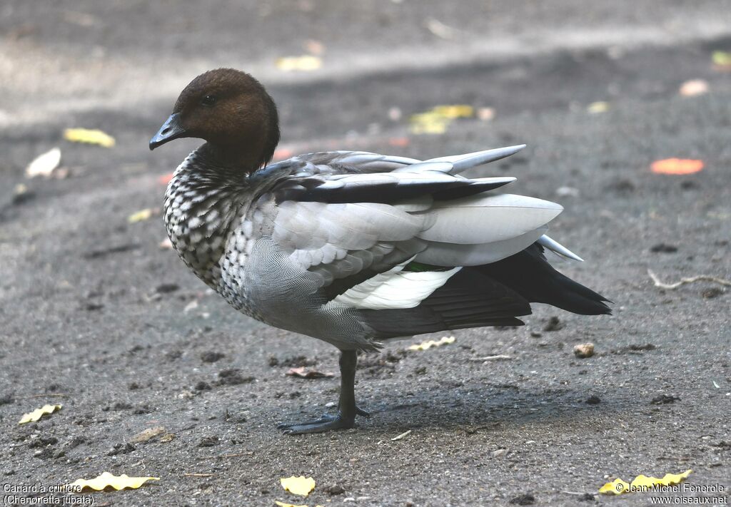 Canard à crinière