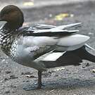 Canard à crinière